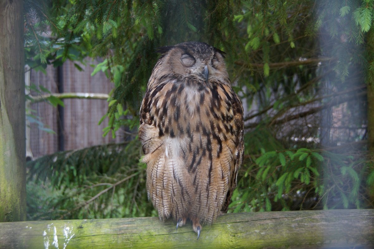 Wildpark 2019